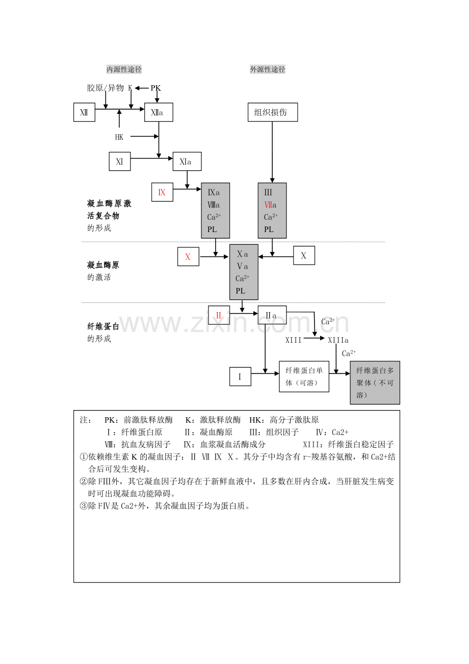 凝血过程示意图.doc_第1页