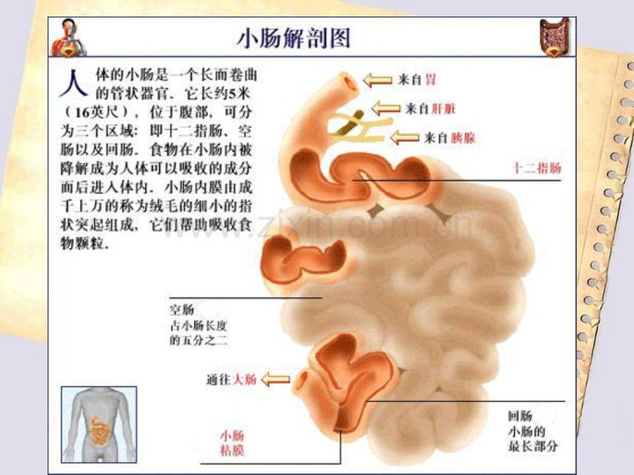 医学课件小肠部分切除术后.ppt_第3页