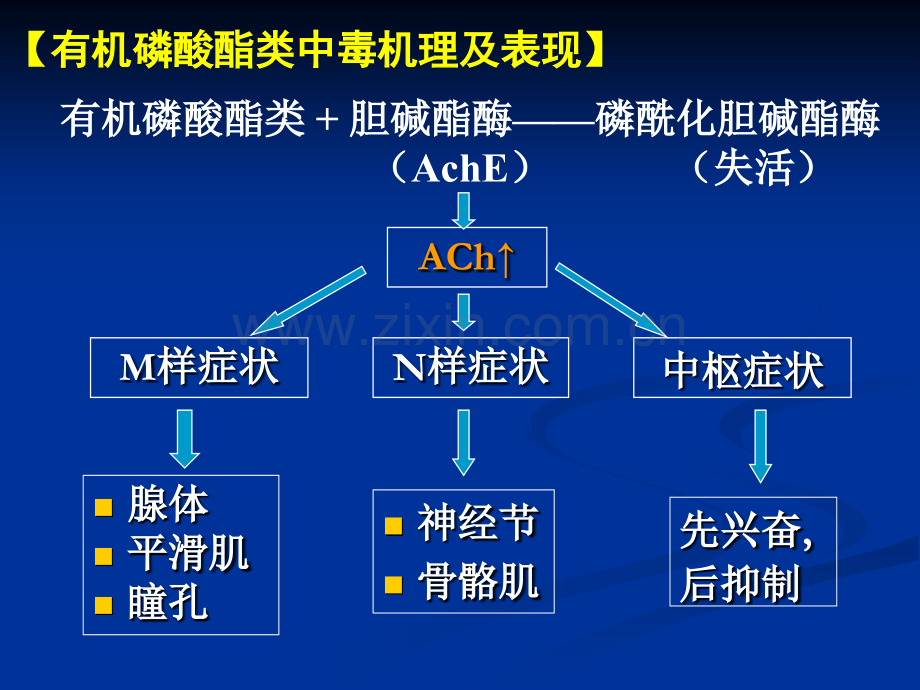 医学课件有机磷药物的中毒及解救.ppt_第2页