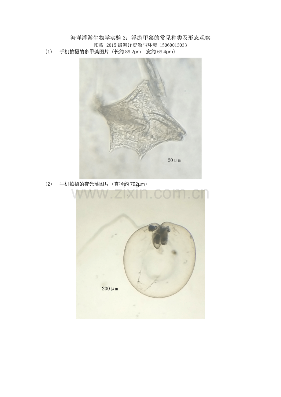 海浮游第三次实验—阳敏.docx_第1页