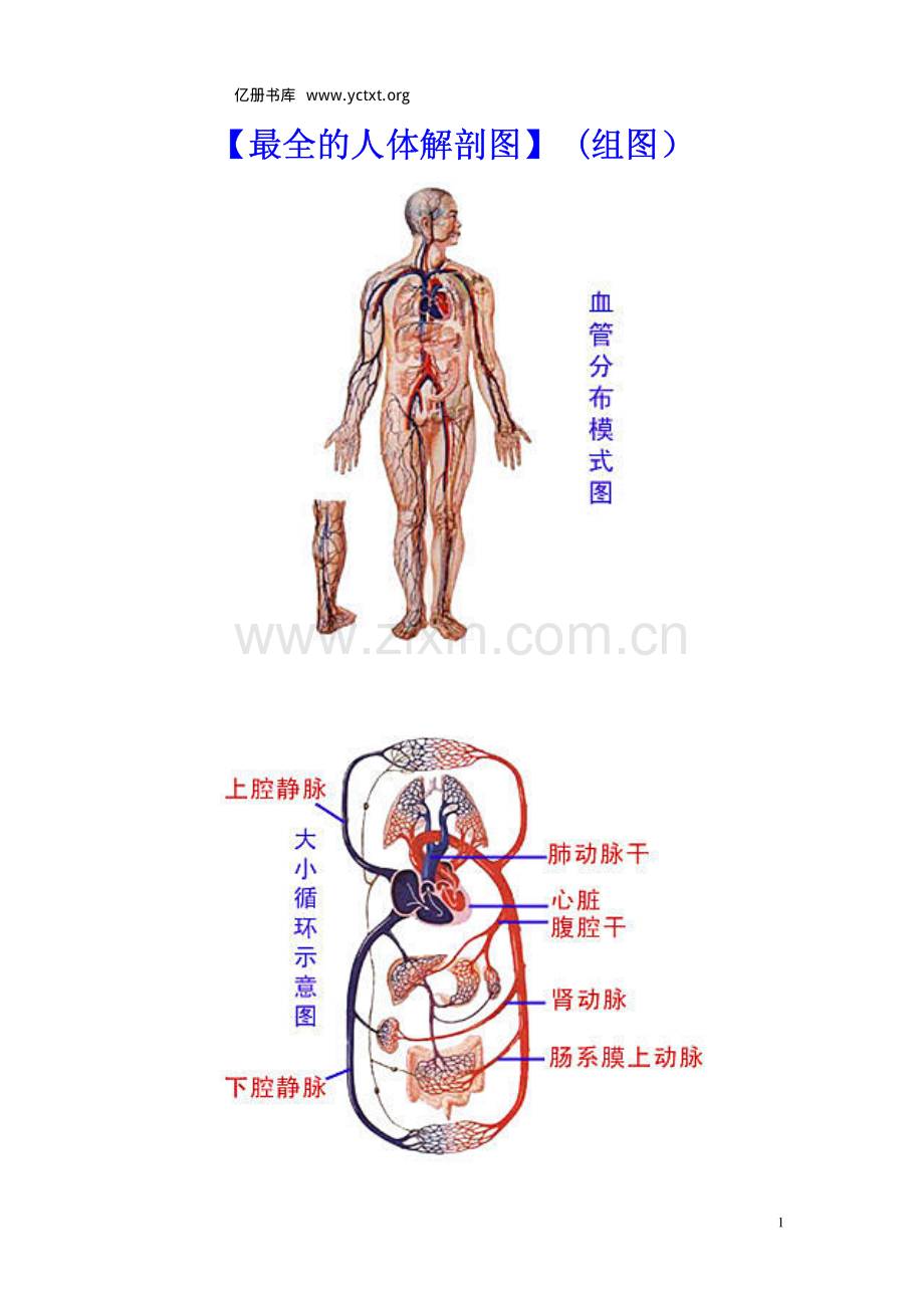 人体解剖图.pdf_第1页