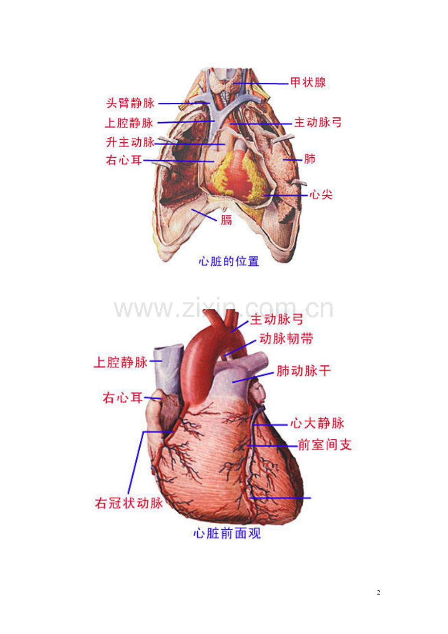 人体解剖图.pdf_第2页