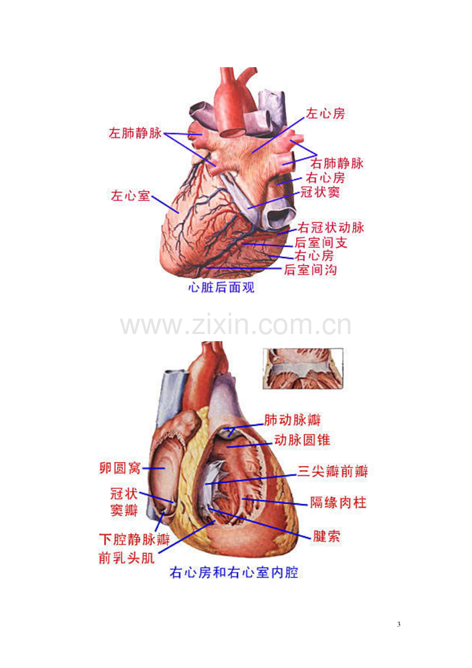 人体解剖图.pdf_第3页