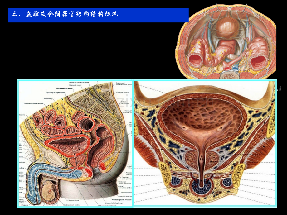 断层解剖学盆部与会阴男性.ppt_第1页