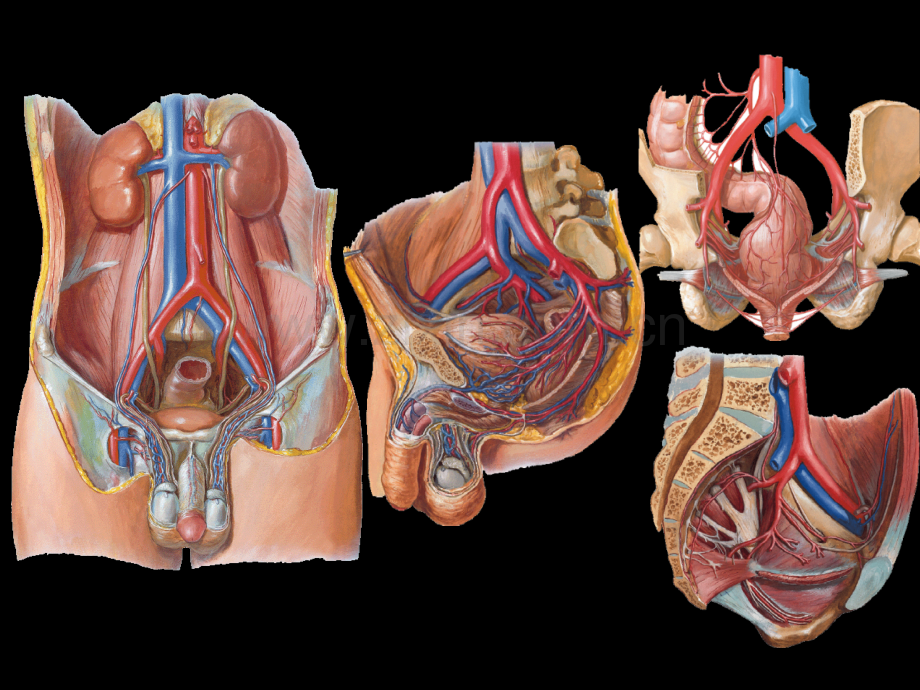 断层解剖学盆部与会阴男性.ppt_第2页