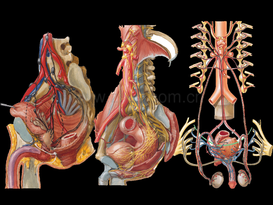 断层解剖学盆部与会阴男性.ppt_第3页