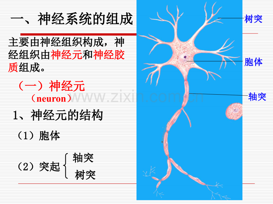 医学神经系统总论脊髓脑干.ppt_第3页