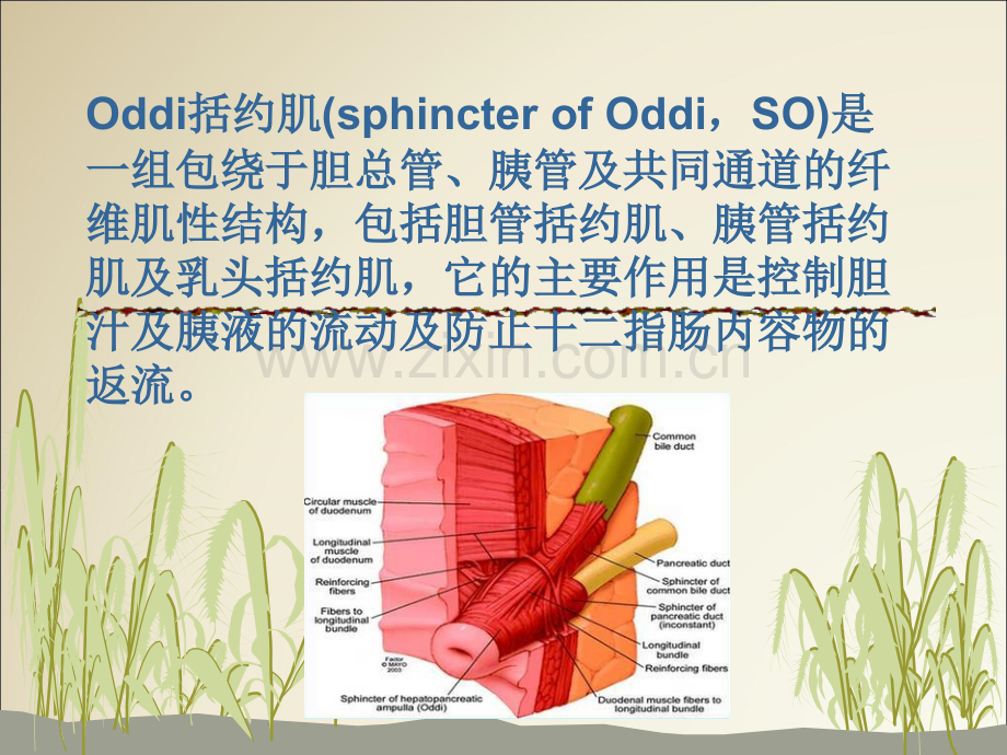 Oddi括约肌功能障碍SOD.ppt_第2页