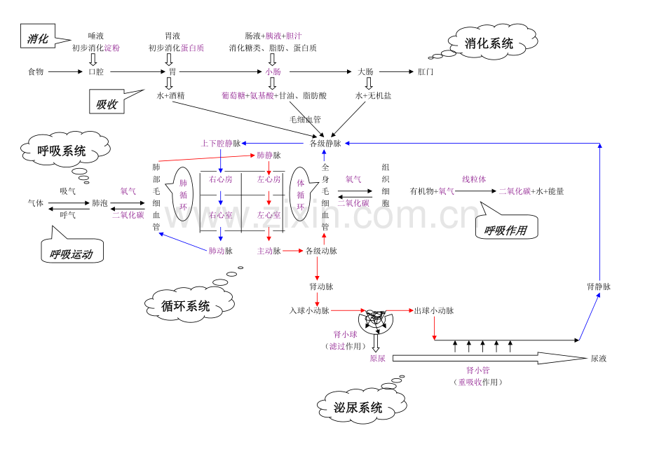 人体代谢有关四大系统复习.pdf_第1页