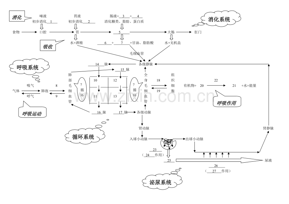 人体代谢有关四大系统复习.pdf_第2页