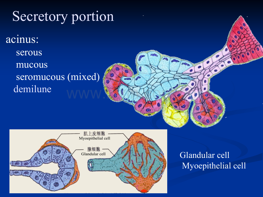 3结缔组织.ppt_第1页