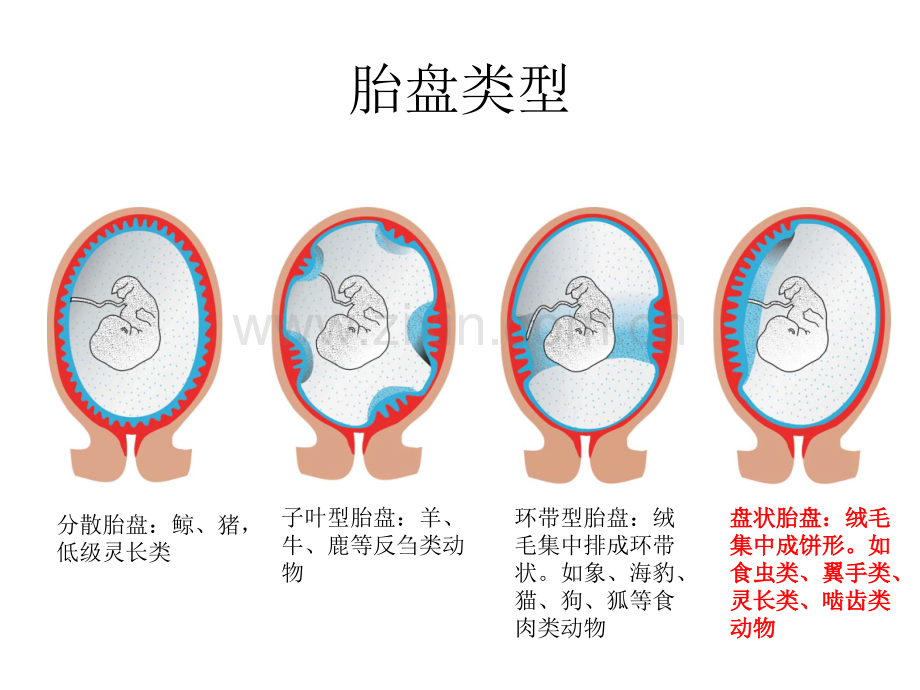 胎盘病理学专题知识讲座.ppt_第2页