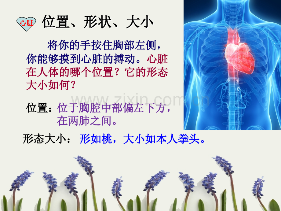 第三节-输送血液的泵——心脏.ppt_第3页