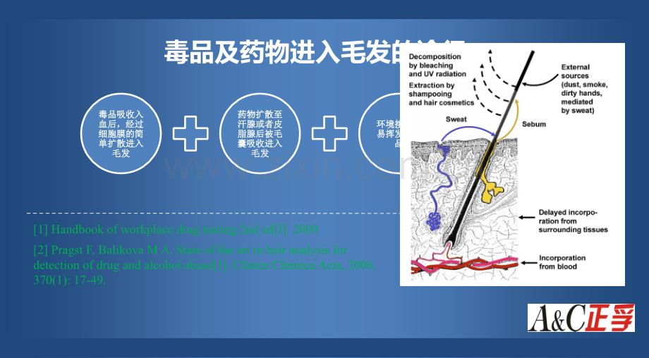 毛发毒品分析论证PPT.ppt_第3页