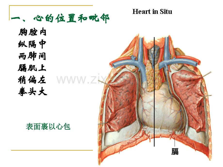 医学心脏解剖学专业知识讲座PPT.ppt_第3页