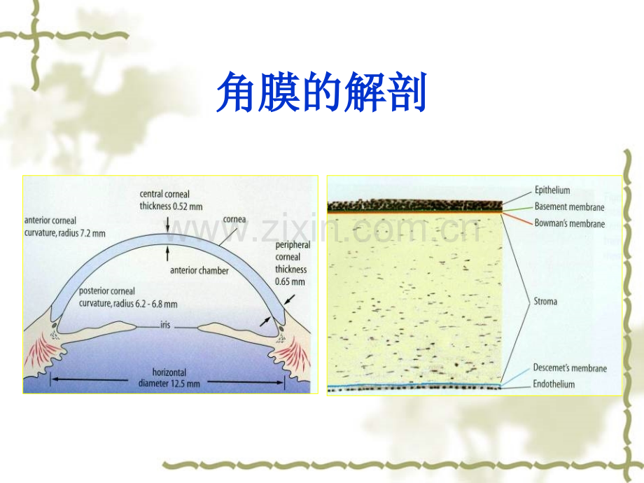 角膜病专业知识.ppt_第3页