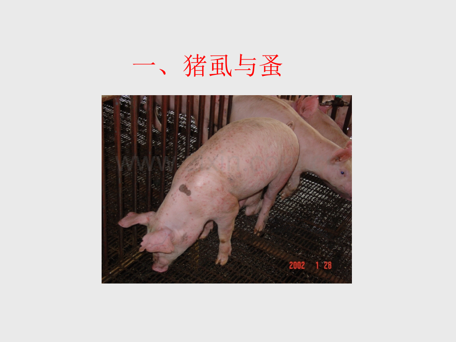 医学猪的常见皮肤病PPT.ppt_第3页