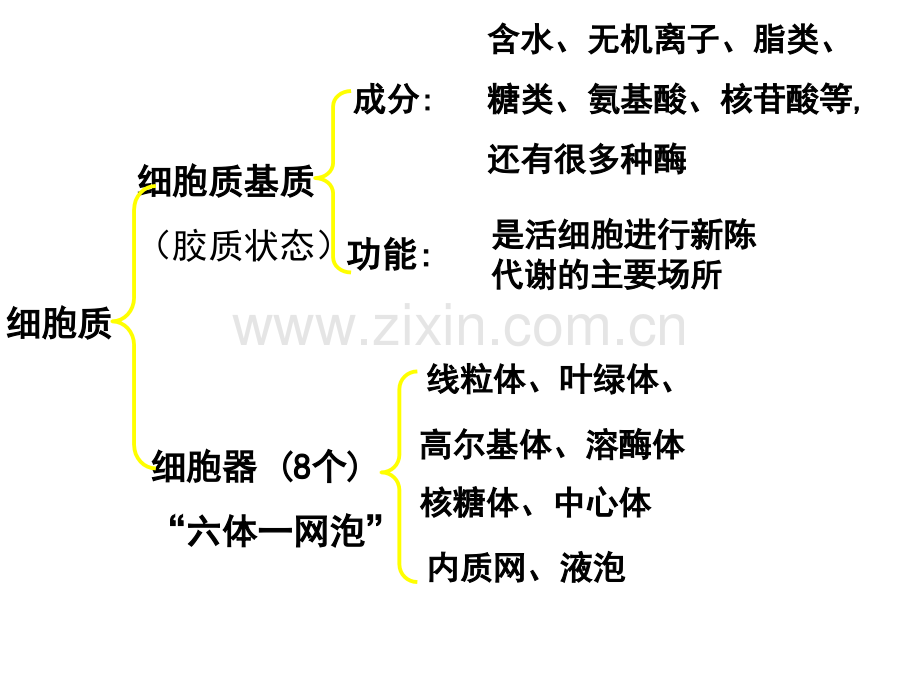 细胞器系统内的分工合作-.ppt_第2页