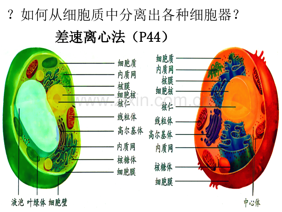 细胞器系统内的分工合作-.ppt_第3页