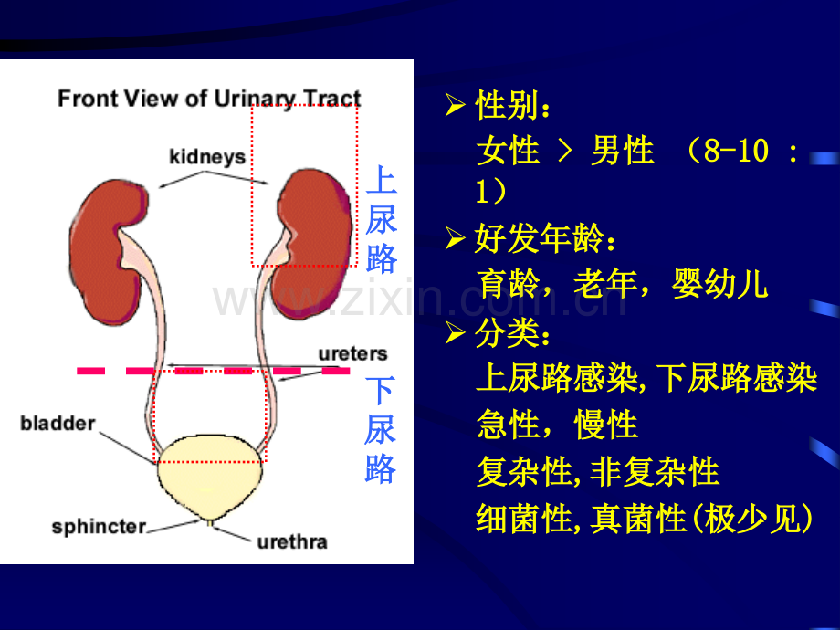 医学课件尿路感染讲解.ppt_第1页