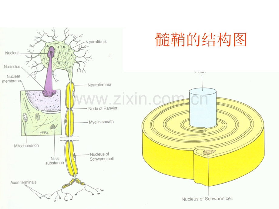 中枢神经系统炎性脱髓鞘疾病临床诊治特点-中华医学会(刘建国).ppt_第3页