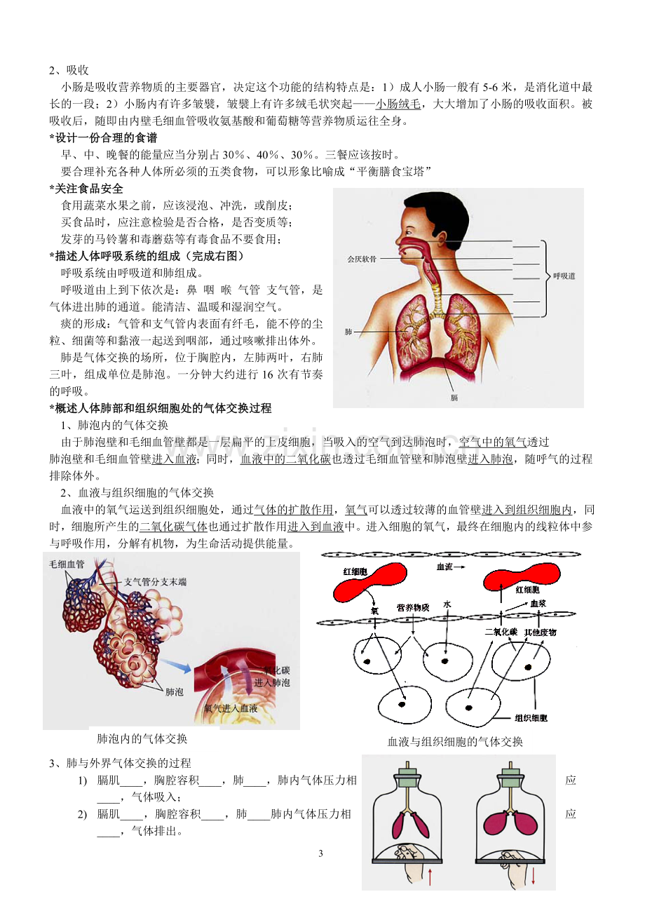 人教版生物七年级下册复习提纲.doc_第3页