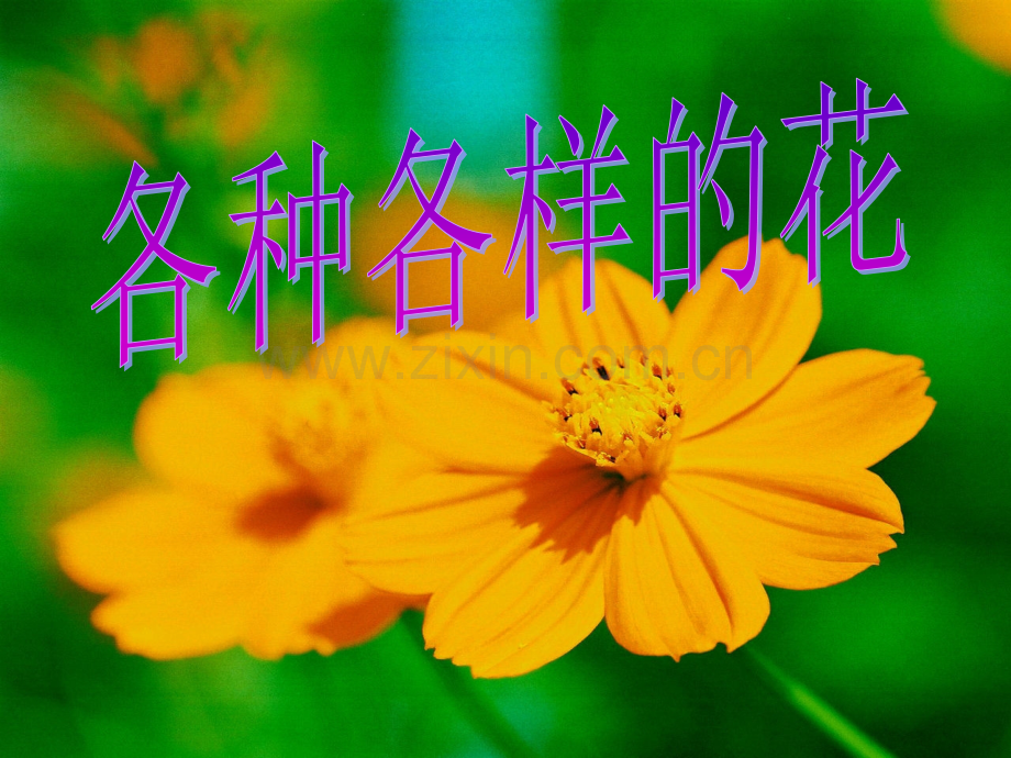 各种各样的花.ppt_第1页