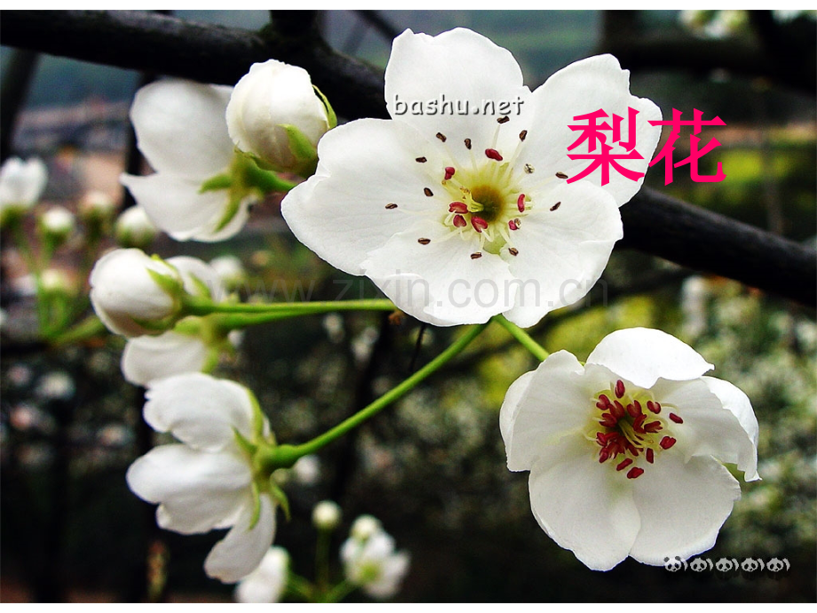 各种各样的花.ppt_第3页