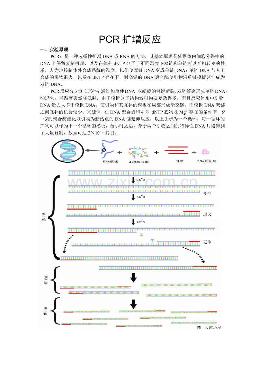 PCR扩增实验操作步骤.doc_第1页