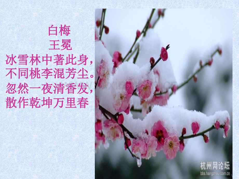 梅花魂(名师课堂实录).ppt_第3页