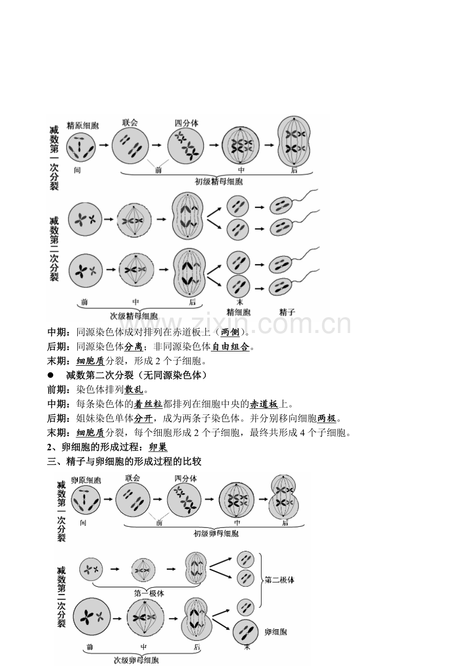 人教版高中生物必修二知识点总结(内容精炼).doc_第3页