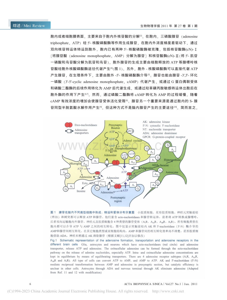 腺苷和睡眠觉醒调节.pdf_第2页