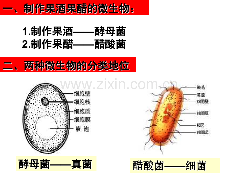 人教版高中生物选修1复习全套课件(正版)1.ppt_第3页