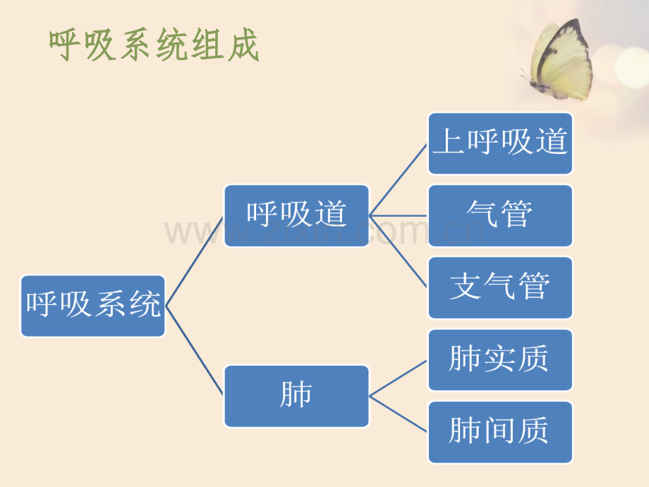 肺功能检查的操作流程、目的及注意事项-7月.ppt_第1页