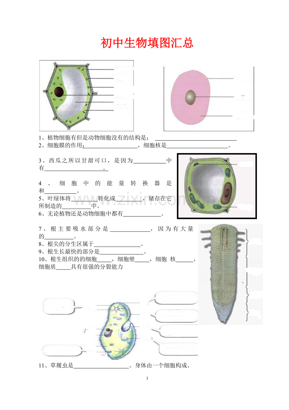 初中生物填图题及答案.doc_第1页