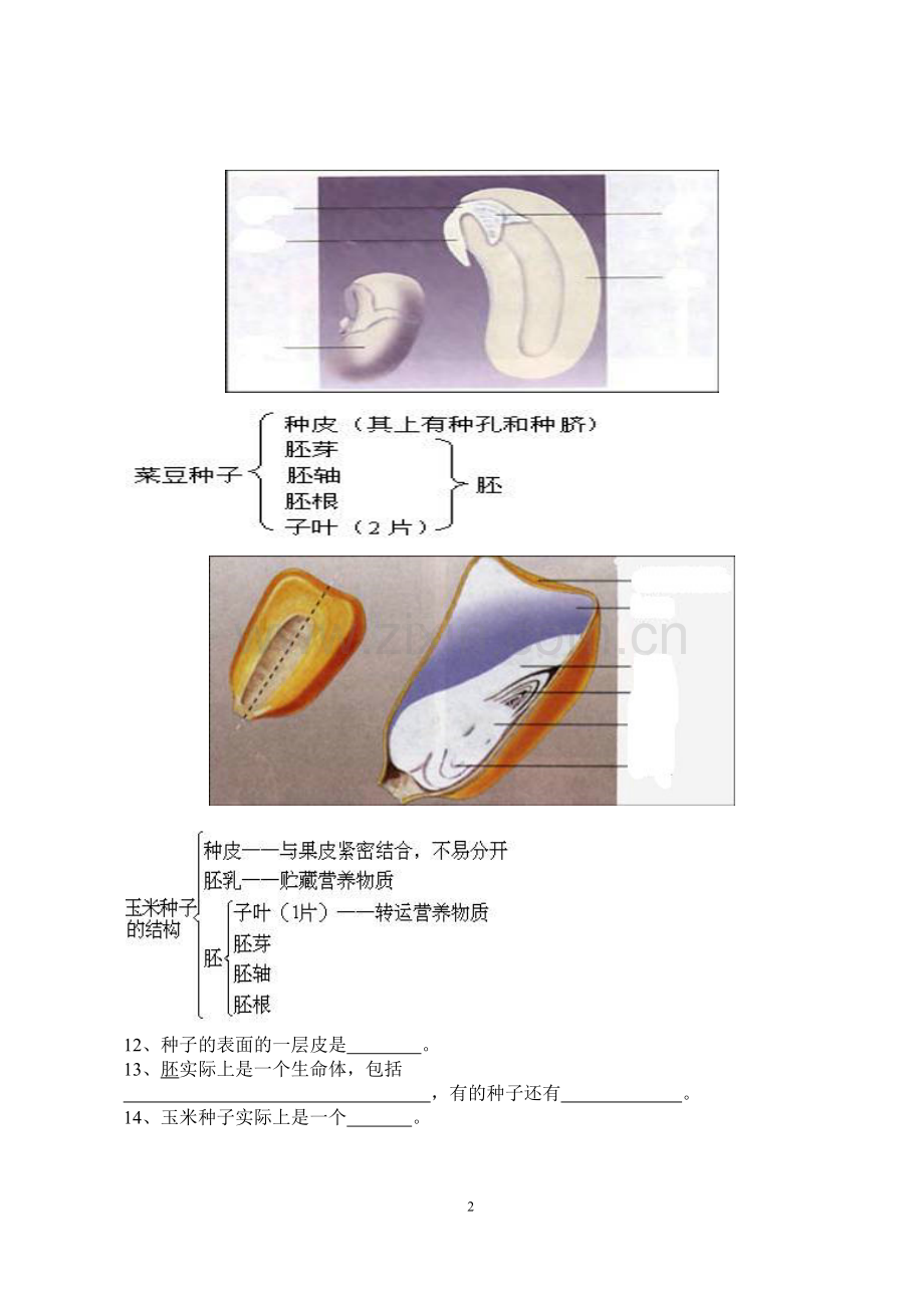 初中生物填图题及答案.doc_第2页