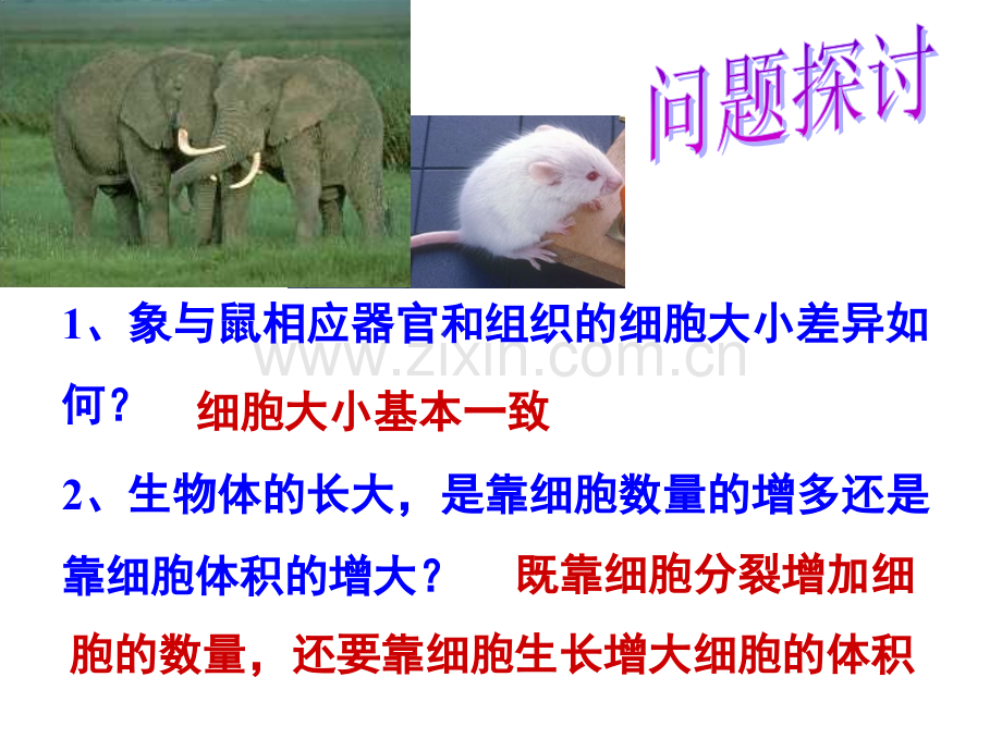 高中生物1-6.1---细胞的增殖课件人教版必修一.ppt_第3页