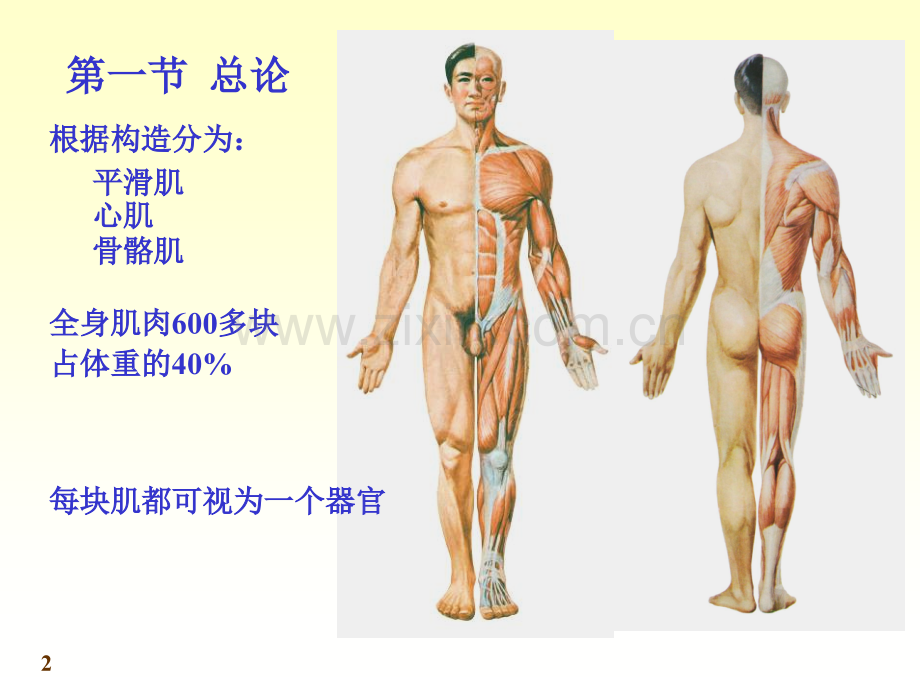 系统解剖学-肌学.ppt_第2页