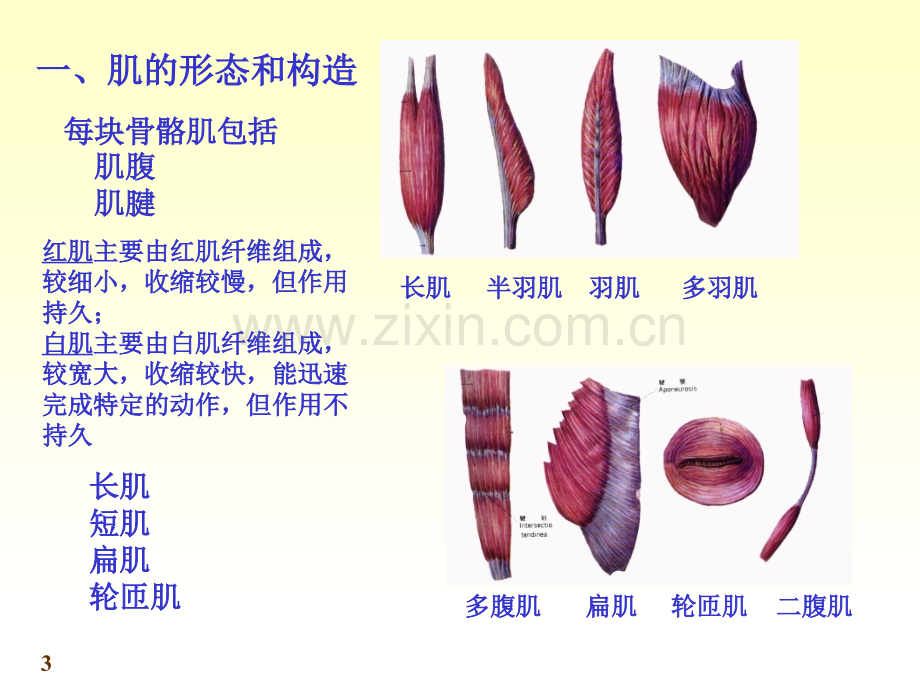 系统解剖学-肌学.ppt_第3页