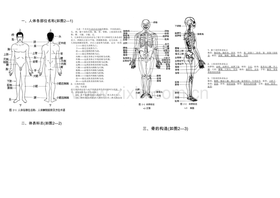 人体各部位名称及体表标志.docx_第1页