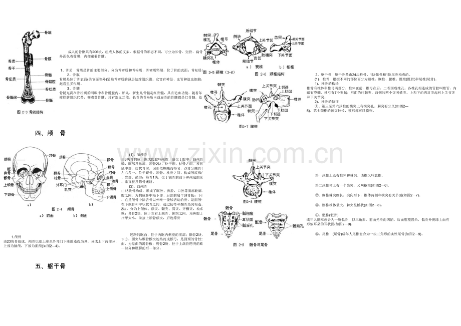 人体各部位名称及体表标志.docx_第2页