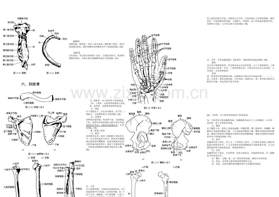 人体各部位名称及体表标志.docx_第3页