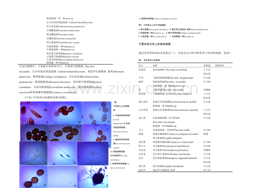 农田杂草病原真菌资源调查.docx_第3页