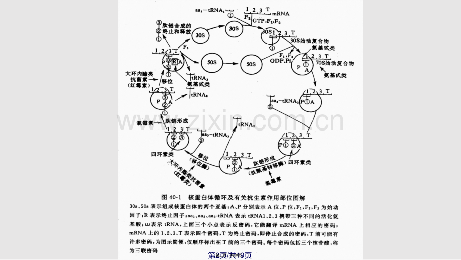 药理学40学习教案.ppt_第2页