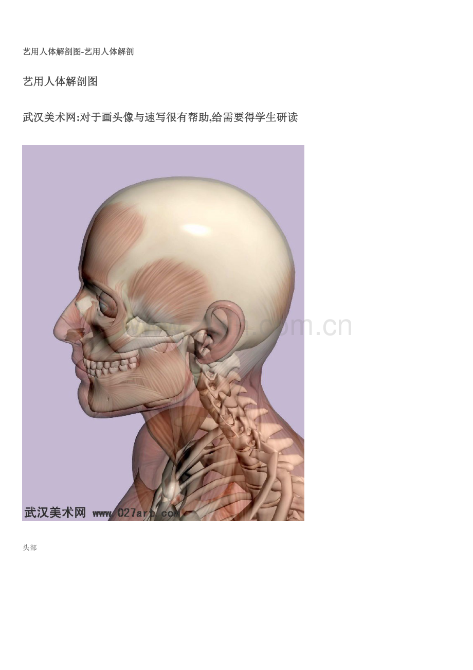 艺用人体解剖图.doc_第1页