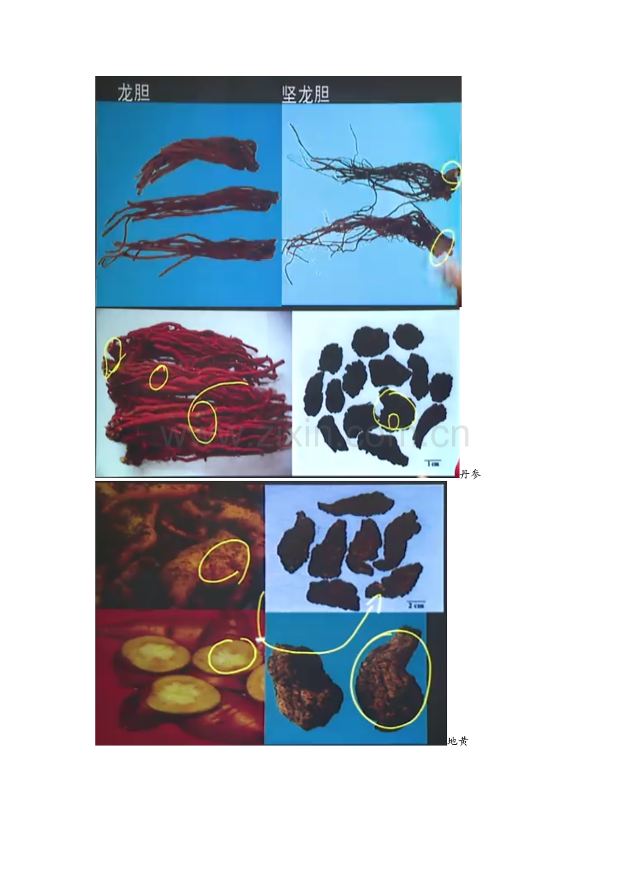 执业药师药一中药药材图片.doc_第2页
