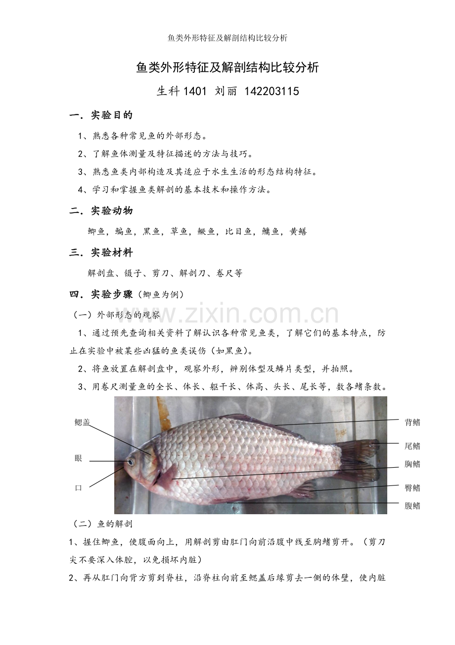 鱼类外形特征及解剖结构比较分析.doc_第1页