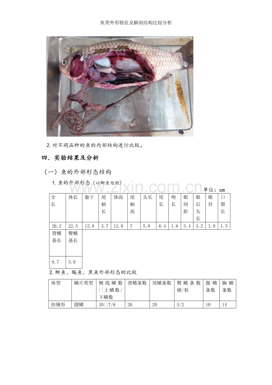 鱼类外形特征及解剖结构比较分析.doc_第3页