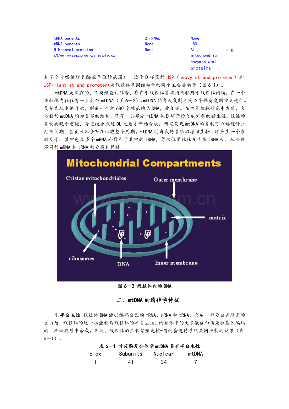 线粒体DNA的结构和功能特征.doc_第2页