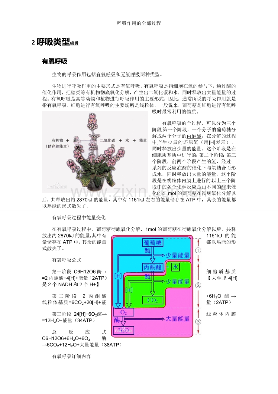 呼吸作用的全部过程.doc_第3页